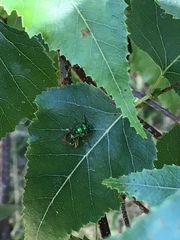 Augochloropsis viridula