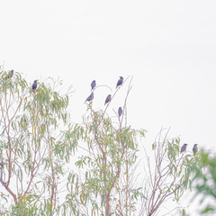 Acridotheres grandis