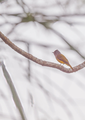 Culicicapa ceylonensis