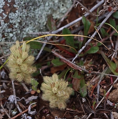 Ptilotus spathulatus