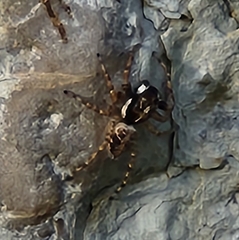 Menemerus semilimbatus