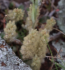Ptilotus spathulatus