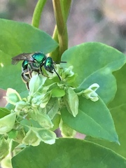 Augochloropsis viridula