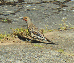 Colaptes auratus luteus × cafer