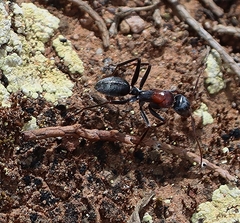 Myrmophyma