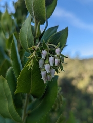 Arctostaphylos andersonii