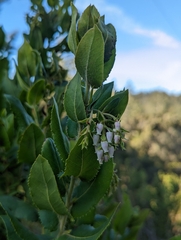 Arctostaphylos andersonii