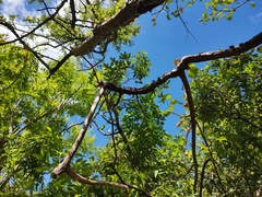 Haematoxylum brasiletto