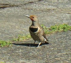 Colaptes auratus luteus × cafer