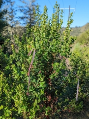 Arctostaphylos andersonii