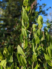Arctostaphylos andersonii