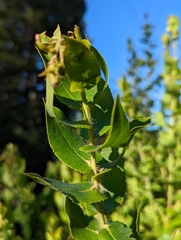 Arctostaphylos andersonii