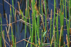 Eleocharis interstincta