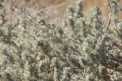 Atriplex