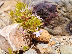 Cyphocarpus rigescens
