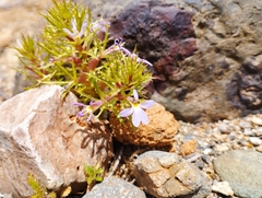 Cyphocarpus rigescens