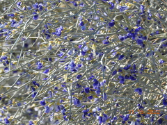 Psorothamnus spinosus