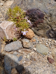 Cyphocarpus rigescens