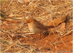 Cercotrichas galactotes