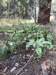 Datura