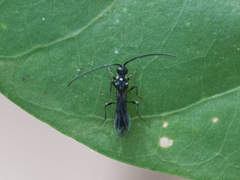 Diapriinae