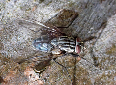 Schizophora