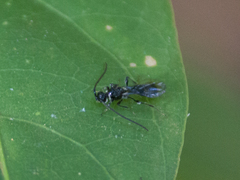 Diapriinae