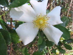 Rosa laevigata