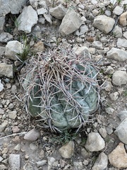 Echinocactus horizonthalonius