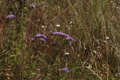 Chromolaena pulchella