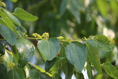 Ziziphus jujuba