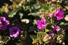 Mirabilis multiflora pubescens