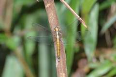 Orthetrum glaucum