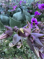 Mirabilis multiflora pubescens