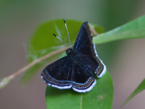 Cleonus Metalmark
