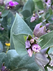 Mirabilis multiflora pubescens