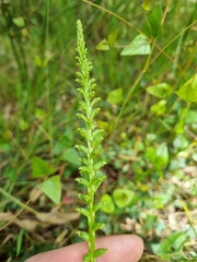 Microtis parviflora