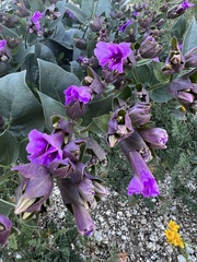 Mirabilis multiflora pubescens