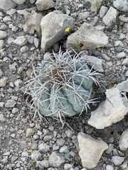 Echinocactus horizonthalonius