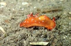 Plocamopherus imperialis