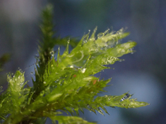 Brachythecium frigidum