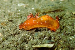 Plocamopherus imperialis