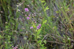 Vernonia blodgettii