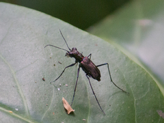 Odontocheila