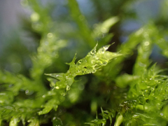 Brachythecium frigidum