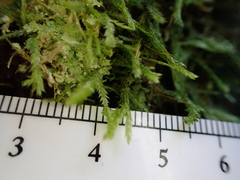 Plagiothecium piliferum