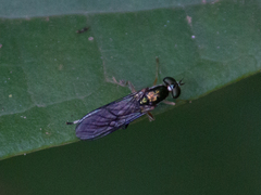 Sarginae