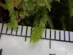 Plagiothecium piliferum