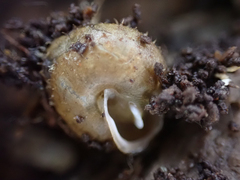 Cryptomastix germana