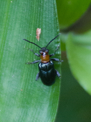 Lemini